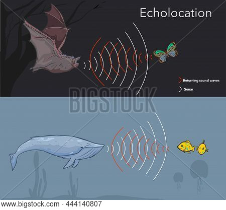 Illustration Depicting The Ability Of Some  Animals To Use Sonar, Or Echolocation
