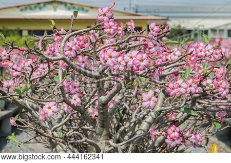 Close-up Of The Amazing Adenium Arabicum Plant. Pot Plant Of Pink Desert Rose, Bonsai Tree Style Use