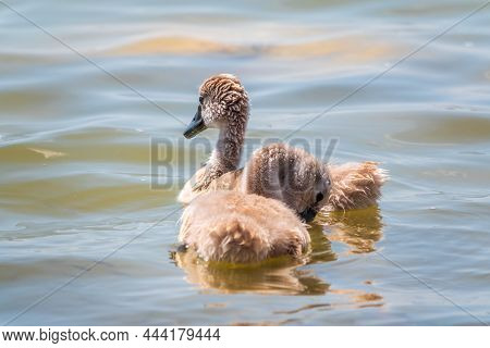 Beautiful Baby Cygnet Mute Swan Fluffy Grey And White Chicks. Springtime New Born Wild Swans Birds I