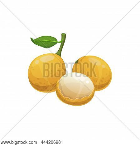 Wampee Exotic Tropical Fruit Isolated Whole And Half, Green Leaf. Vector Clausena Lansium, Clausena 