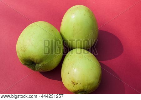 Fresh And Organic Indian Fruit Called Green Jujube Or Apple Jujube Or Ber Apple. Green Indian Jujuba