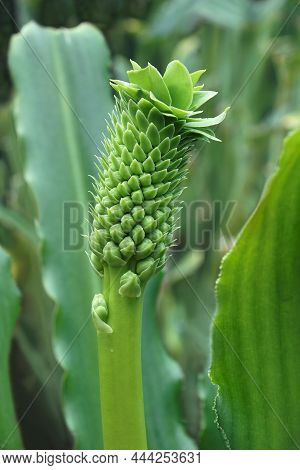 Pole Evansii Pineapple Lily (eucomis Pallidiflora Ssp Pole-evansii).