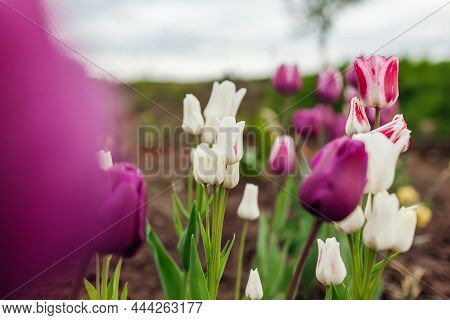 Close Up Of Pink Tulips Growing In Spring Garden. Negrita And Candy Club Variety. Flowers Blooming O