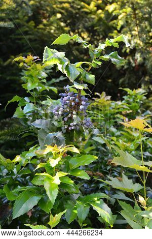 A Close-up Of An Evergreen Flowering Plant Mahonia Aquifolium, Oregon Grape Or Holly-leaved Berberry