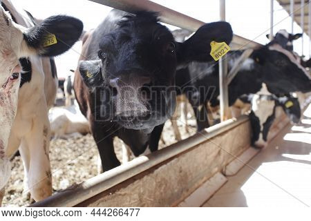 Cows In A Barn Eating Hay, Black And White Caw In The Farm