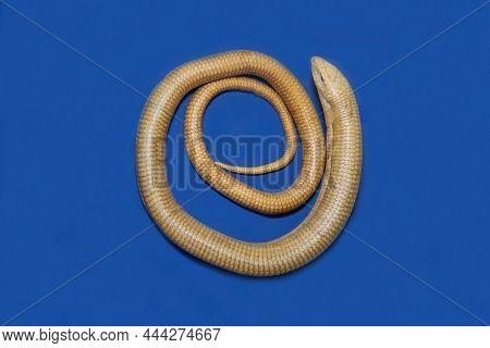 The Arrow-snake (psammophis Lineolatus) Is Olive-gray In Color, Arranged In Rings On A Blue Backgrou