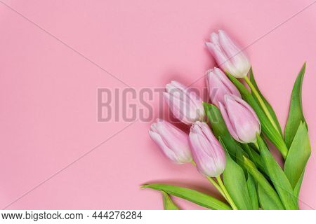 Beautiful Pink Spring Tulips On A Pink Background. Copy Space. Estive Composition For Spring Holiday