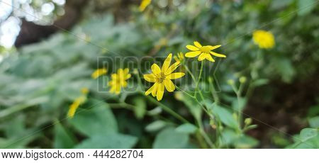 Yellow Flower Called Sonki Or Mumbai Senecio Or Graham's Groundsel. Sonki Is A Gregarious Plant Of T