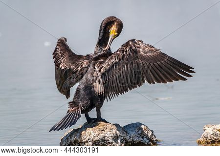 Great Cormorant, Phalacrocorax Carbo, Sits On Stone And Dries Its Wings On The Wind. The Great Cormo