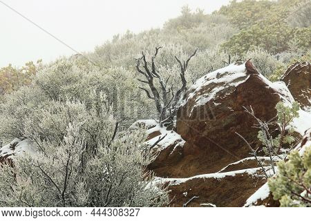 Chaparral And Sage Plants On A Windswept Hillside Covered In Snow During A Snow Storm On The High De