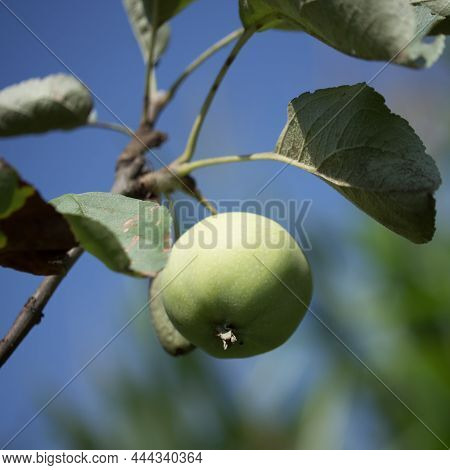 Apple Of The Yellow Transparent Variety, Close-up Photo. A Ripening Apple On A Branch.