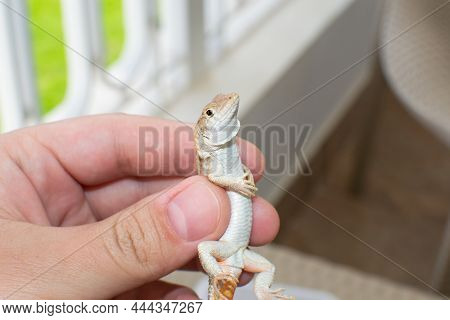 Wild Lizard Caught On The Beach In Sharm El Sheikh, Egypt