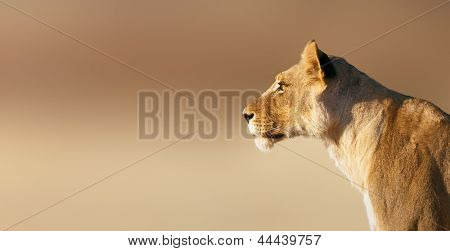 Lion; female; panthera leo; South Africa