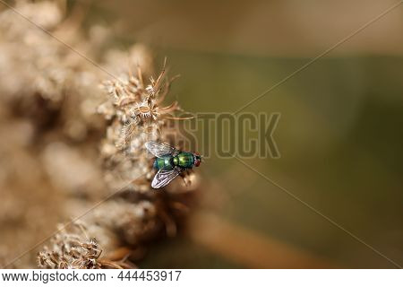 A Fly Or Fly-like Insect On A Plant.