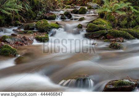 Horner Woods In Somerset