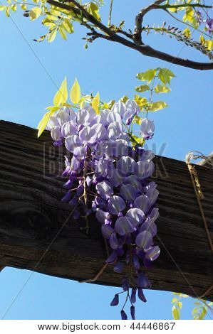 Wistaria