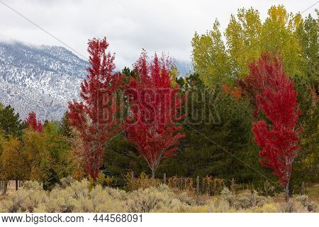 Striking Fall Colors In Eastern California In Front Of Snow Covered Mountains