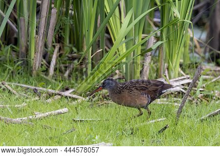 Virginia Rail (rallus Limicola), Wading Bird Looking For Food In The Shallow Overgrown Waters Of Swa