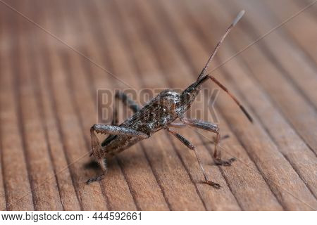 Western Seed Beetle Of Coniferous Trees Leptoglossus Occidentalis On A Wooden Background.