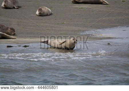 Animal Collection, Group Of Big Sea Seals Resting On Sandy Beach During Low Tide In Oosterschelde, Z