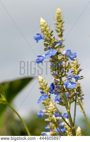Bog Sage (salvia Uliginosa) Flowers