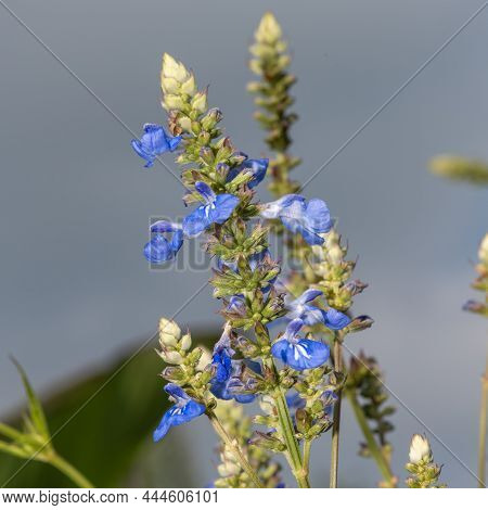 Bog Sage (salvia Uliginosa) Flowers In Bloom