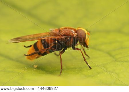 Closeup On A Large Hornet Mimic Hoverfly Volucella Zonaria, Sitting On A Green Leaf In The Garden