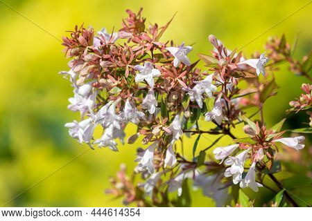 Chinese Abelia (abelia Chinensis) Flowers