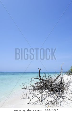Driftwood Desert Island