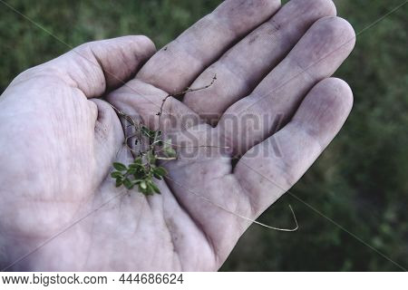 A Plant In The Palm Of Your Hand. In The Hand Is A Small Plant. Nature Conservation Concept