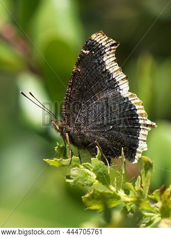 Side View Of Mourning Cloak, Nymphalis Antiopa Butterfly, Resting On A Twig.