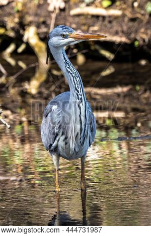 Grey Heron, Ardea Cinerea, A Massive Gray Bird Wading Through A Flat Lake Searching For Fish, With F