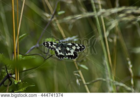 Melanargia Galatea Chess Butterfly In Natural Habitat Looking For Food, Sofia, Bulgaria