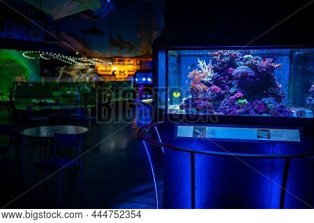 Prague, Czech Republic - January 2, 2022: Beautiful Aquarium With Different Types Of Fish And Corals
