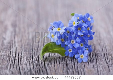 Forgetmenot kukat