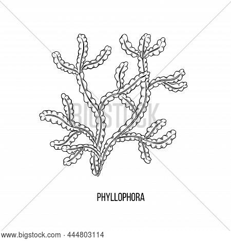 Sketch Brown Phyllophora Algae On White Backdrop. Vector Drawing Illustration. Line Art