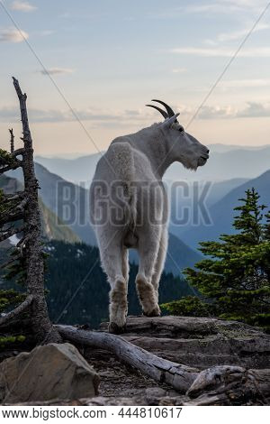 Large Male Mountain Goat Strikes A Pose On Cliff Edge In Glacier National Park