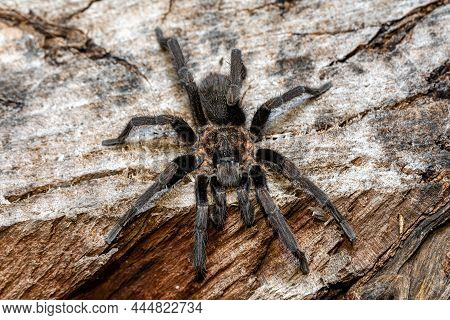Big Scary Tarantula Spider Walking And Hunting On The Ground At Night. Tarantula (sericopelma Melano