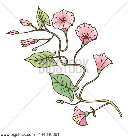 Bindweed Branch. Morning Glory Flower. Convolvulus Plant