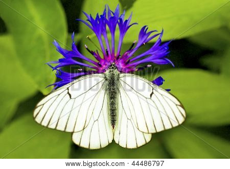 White Cabbage butterfly.