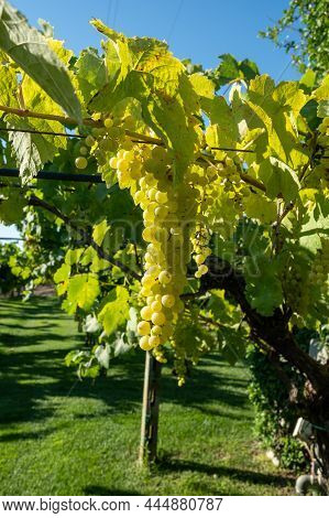 Bunches Of White Wine Muscat Grapes Ripening On Vineyards Near Terracina, Lazio, Italy