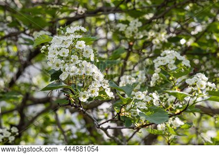 White Blooming Of Hawthorn Tree With Green Leaves Is In A Park In Spring
