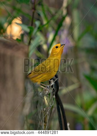 Saffron Finch Bird Of The Species Sicalis Flaveola
