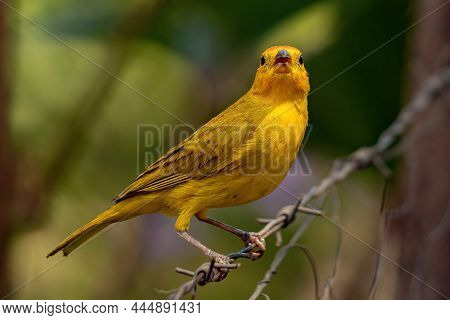 Saffron Finch Bird Of The Species Sicalis Flaveola