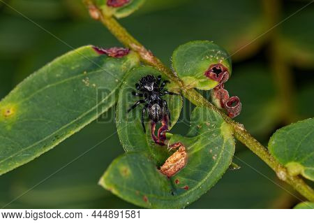 Small Black Jumping Spider
