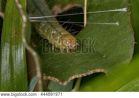 Small Green Caterpillar Of The Order Lepidoptera