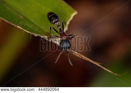 Adult Female Twig Ant Of The Genus Pseudomyrmex