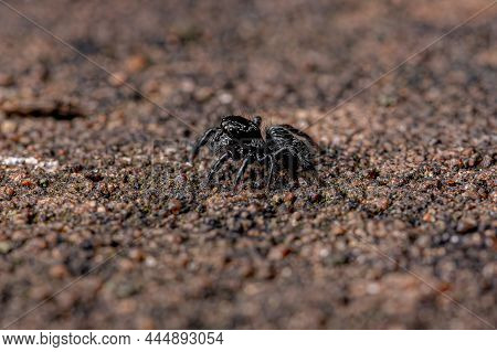 Small Jumping Spider Of The Genus Corythalia