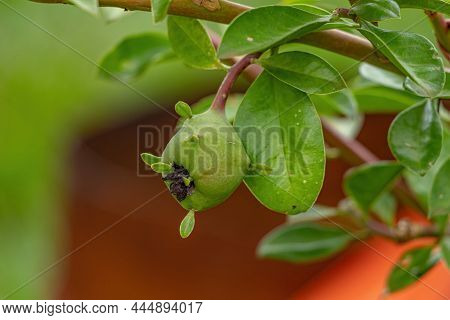 Rose Cactus Plant Of The Species Pereskia Grandifolia