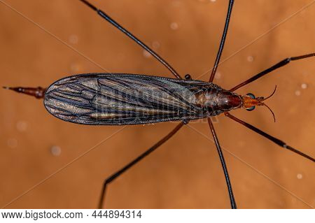 Adult Typical Crane Fly Of The Superfamily Tipuloidea